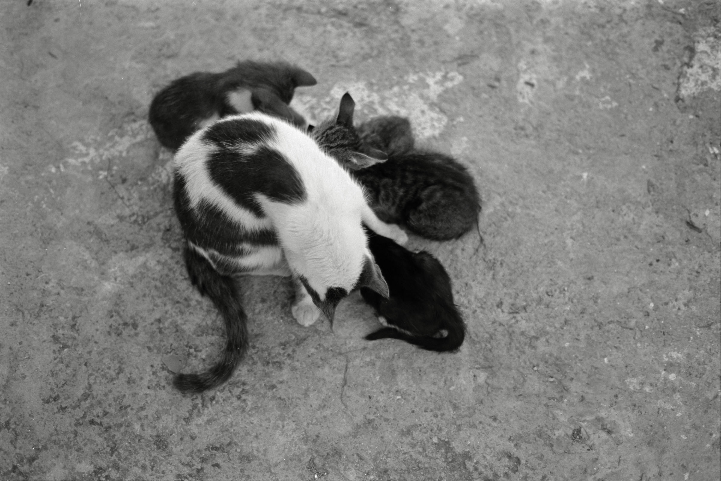 AHP F1991 09 003 sc240914 img12 NLP